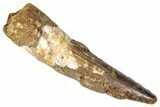 Fossil Spinosaurus Tooth - Real Dinosaur Tooth #346311-1